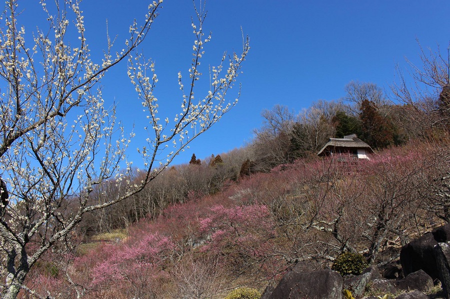 筑波山梅林