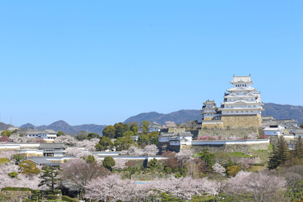 姫路城桜