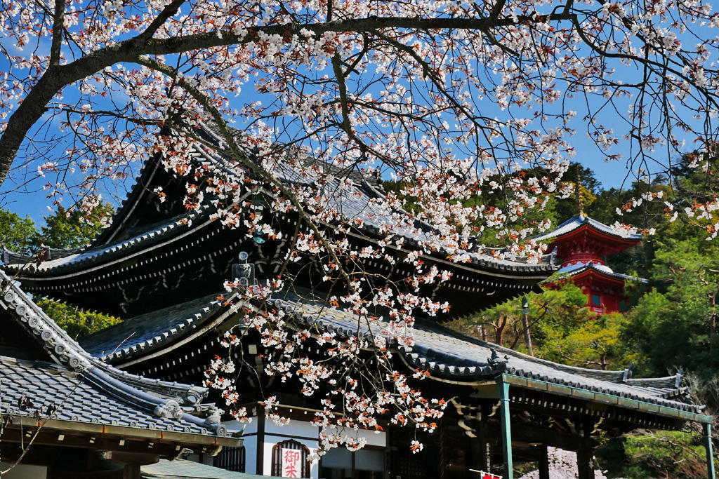桜の今熊野観音寺