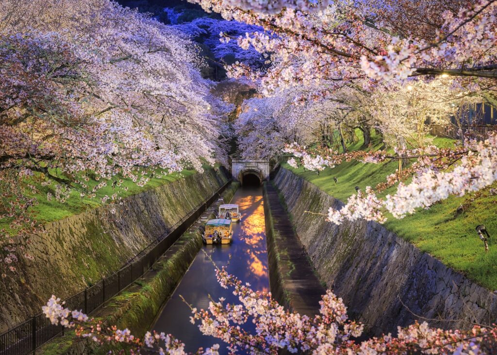 桜の琵琶湖疎水