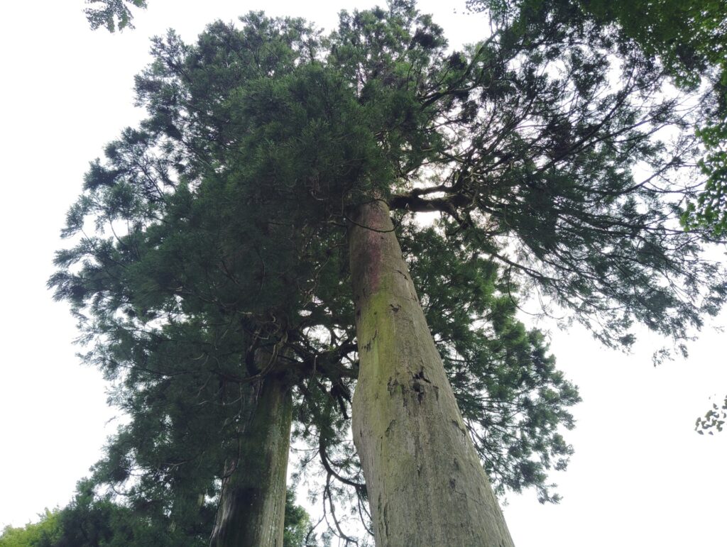 鰐淵寺三台杉