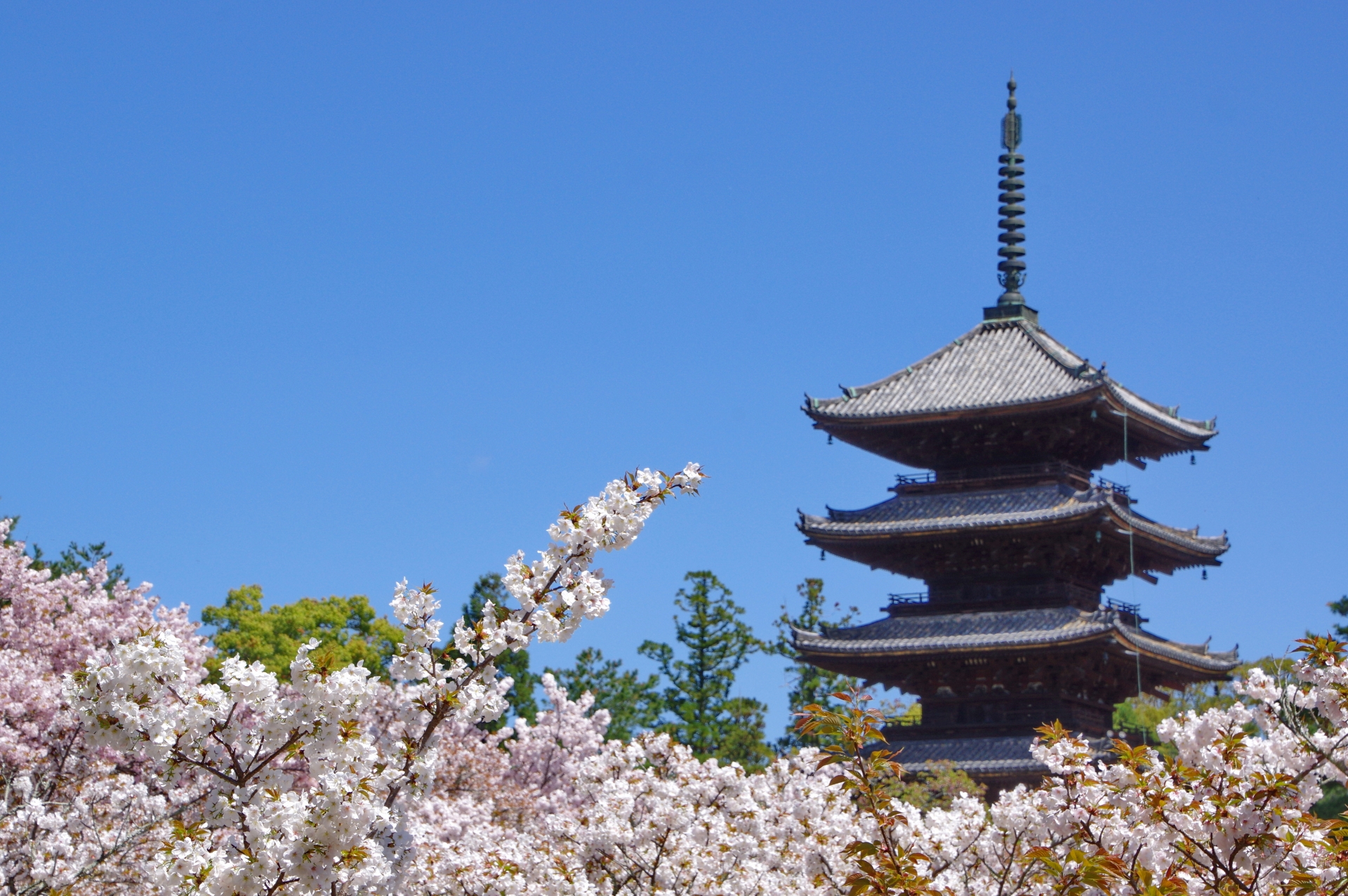 御室桜